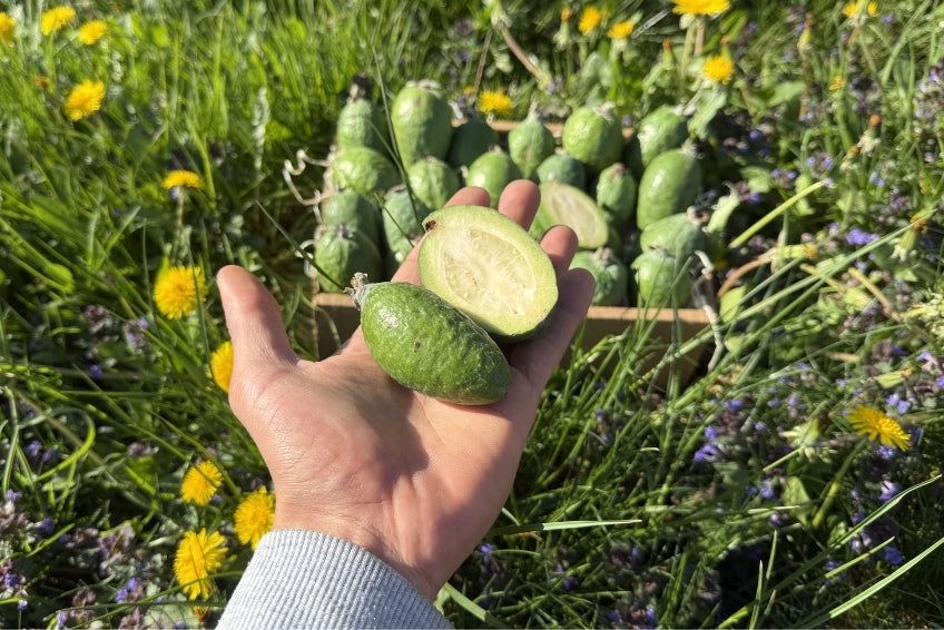 Feijoa (brasilianische Guave)