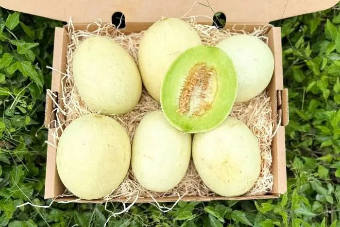 Honigmelone Bio Flavor Journey