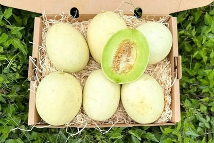 Honigmelone Bio Flavor Journey