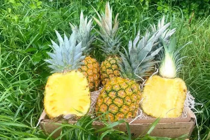 Bio Ananas „Golden Sweet“ reifgeerntet von Lissette