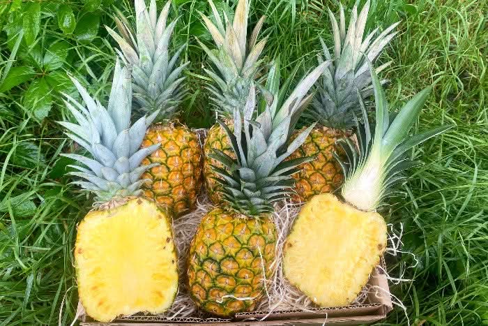 Bio Ananas „Golden Sweet“ reifgeerntet von Lissette
