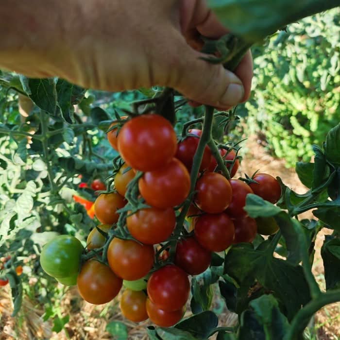 Cherry-Tomaten Freiland Bio von Arne Sparpreis-Box