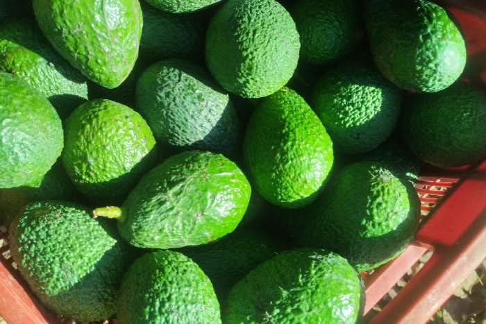 Frische grüne Avocado Hass kaufen Spanien – geerntet direkt vom Feld in Andalusien