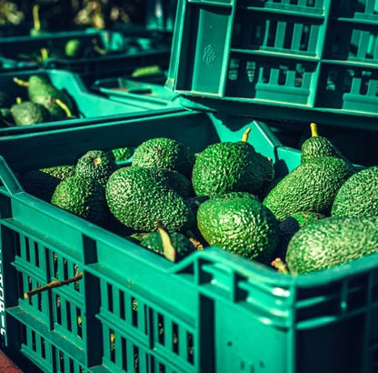 Frisch geerntete Bio Hass Avocados in grünen Kisten – direkt aus Sizilien, avocado hass kaufen sizilien