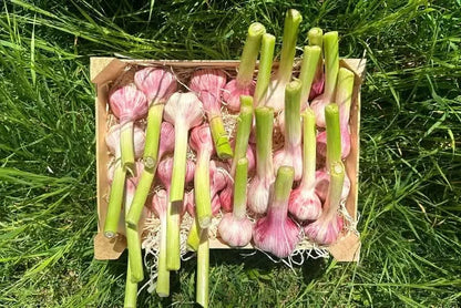 Knoblauch frisch Bio weiss-violett 100gr