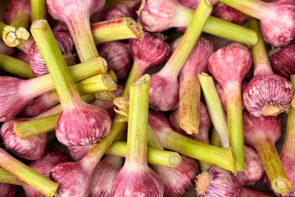 Knoblauch frisch aus der Provence Bio 200gr.