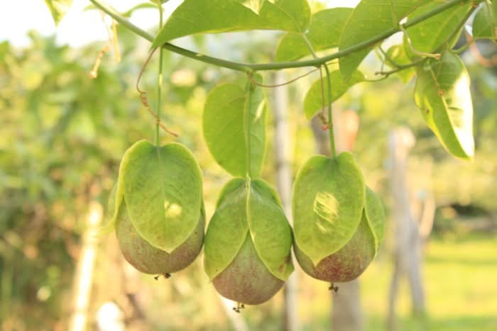 Maracuja "Sweet Emerald" von Familie Bolivar Kennenlernpreis