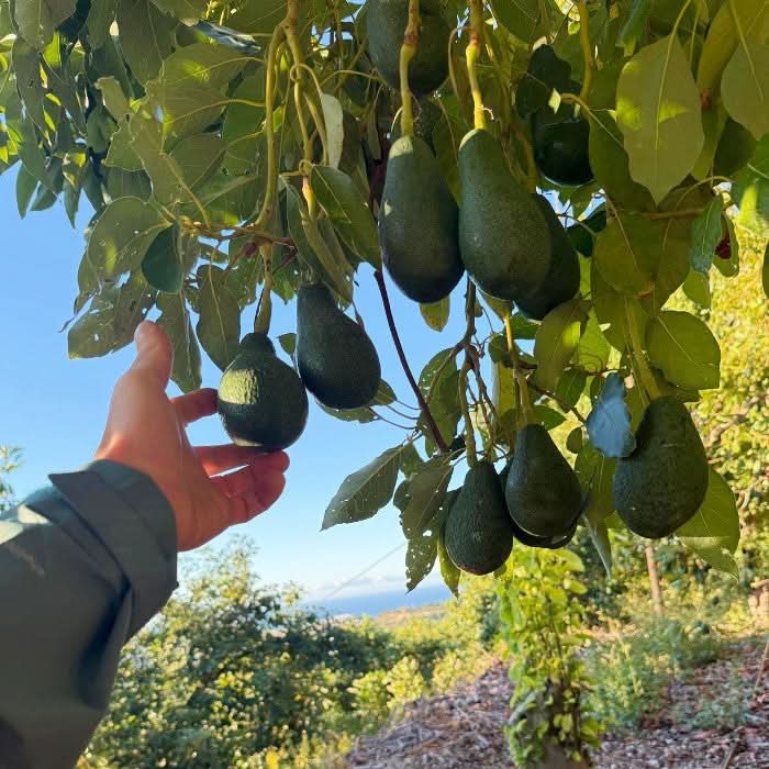 Bio Obstbox „Blutorangen & Avocado“