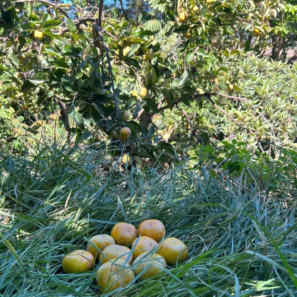 Kaki "Fuyu" Demeter von Bernardo Aktionspreis % 1kg