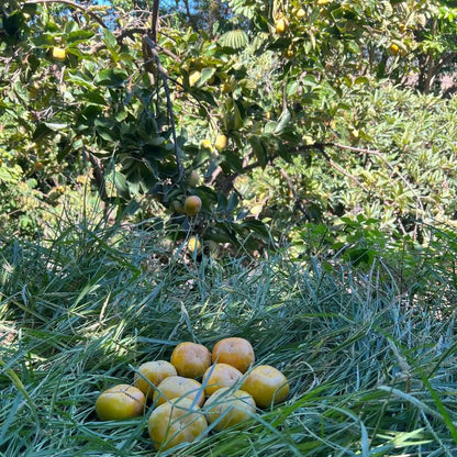 Kaki "Fuyu" Demeter von Bernardo Aktionspreis % 1kg