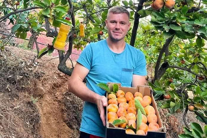 Kaki "Fuyu" (Apfel-Kaki) von Julian Sparpreis-Box %