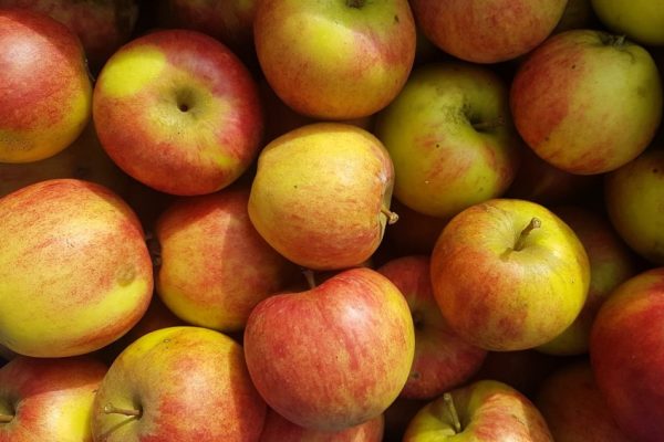 Apfel "Geheimrat Dr. Oldenburg" alte Sorte Bio regional