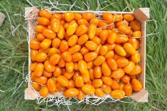 Datteltomaten gelb regional Bio