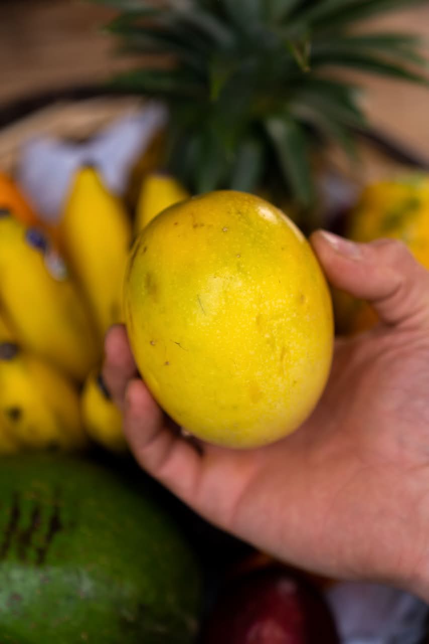 Reife gelbe Maracuja aus Spanien in der Hand gehalten – Bio-Frucht aus nachhaltigem Anbau