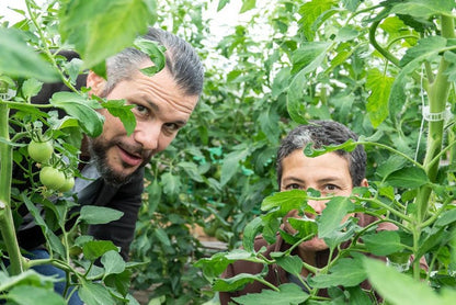 Tomaten "Generose" Bio aus der Provence