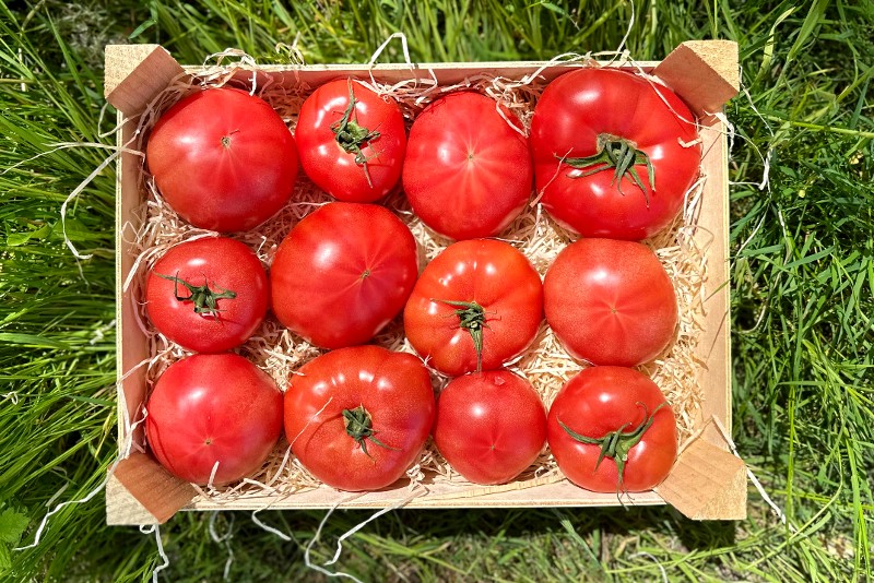 Tomaten "Generose" Bio aus der Provence
