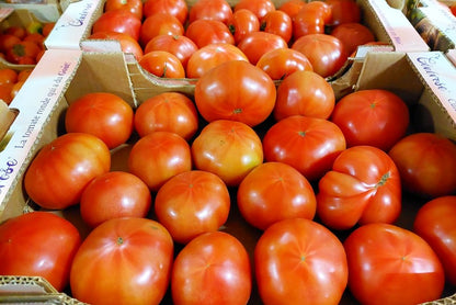 Tomaten "Generose" Bio aus der Provence