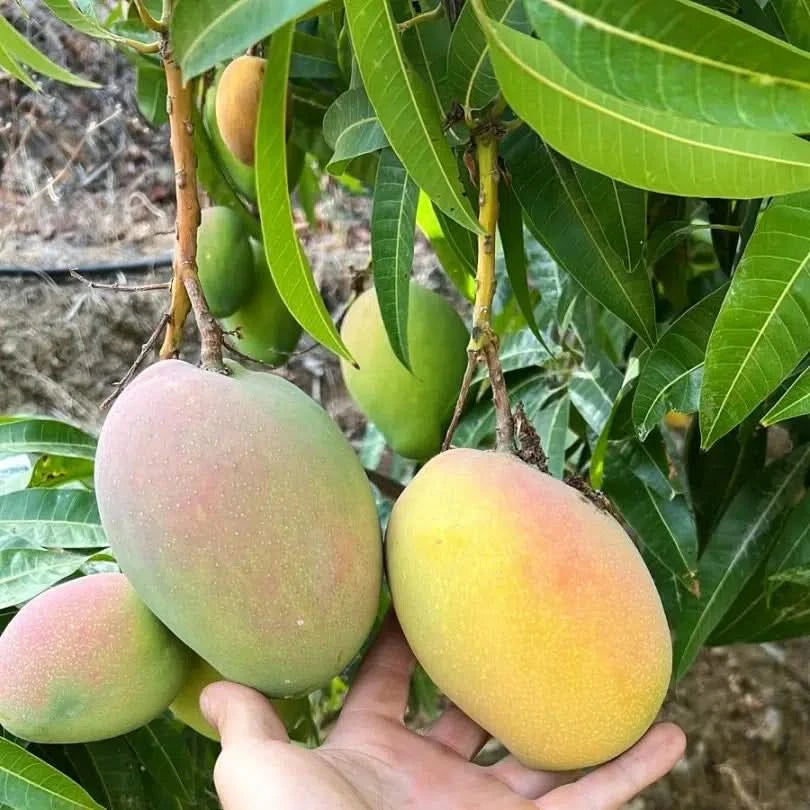 Ätna Vulkan Mango Glenn Bio Sizilien Sparpreis-Box