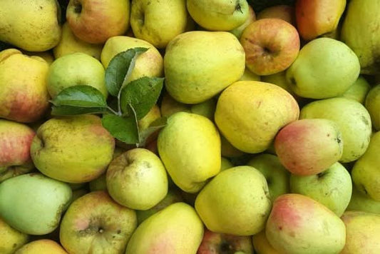 Apfel "Glockenapfel" alte Sorte Bio regional