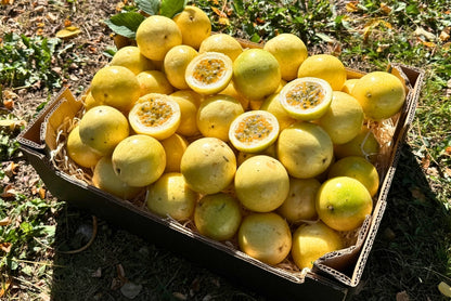 Goldene Passionsfrüchte süß