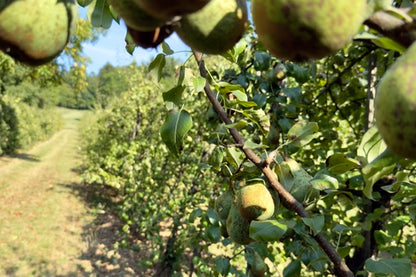 Birne "Gräfin von Paris" alte Sorte regional Bio