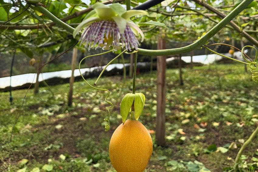 Süße Granadilla 1,5kg Aktionspreis %
