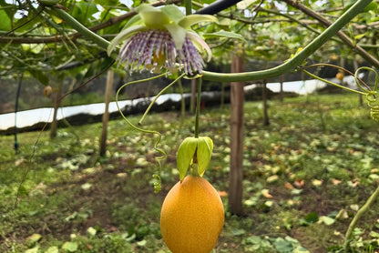 Süße Granadilla 1,5kg Aktionspreis %