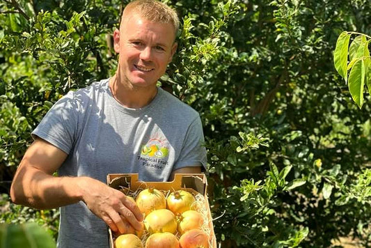 Granatapfel Mollar Bio von Julian Retter-Box