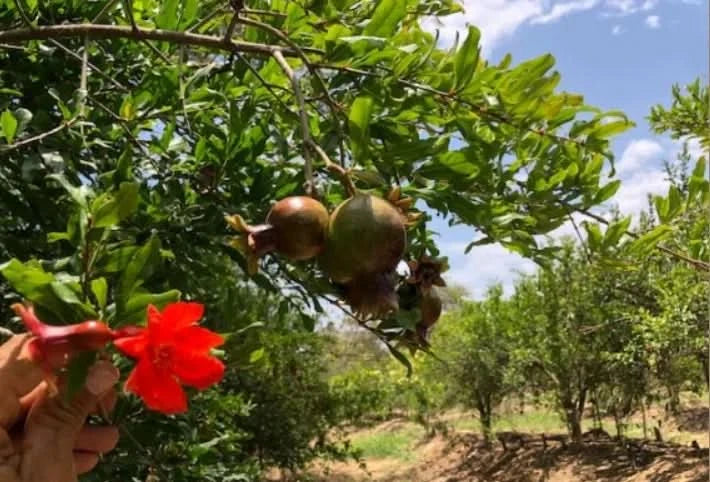 Granatapfel Bio Sweet von Apostolis (Kreta)