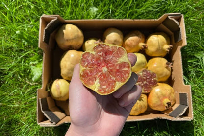 Granatapfel Mollar Bio von Julian Retter-Box