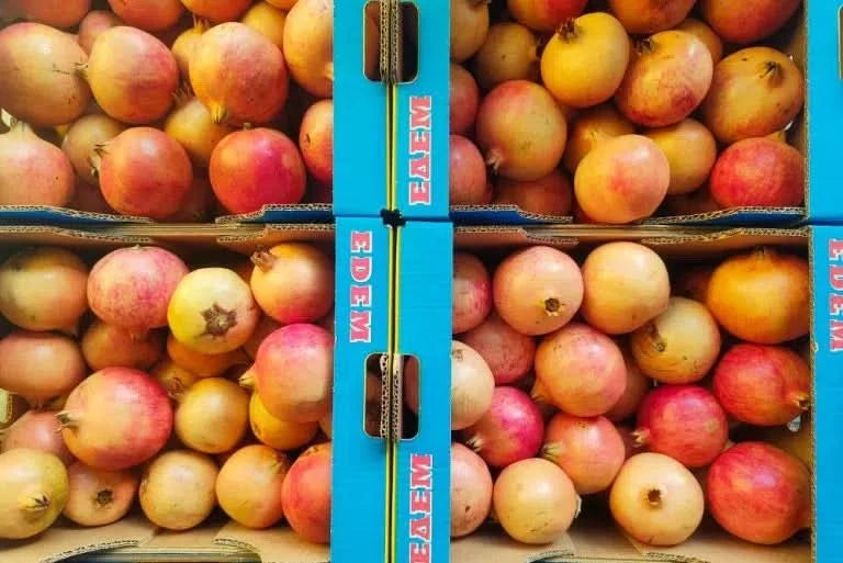 Granatapfel Bio Sweet von Apostolis (Kreta)