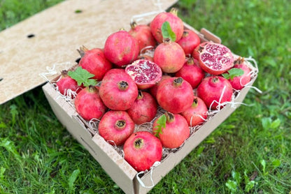 Granatapfel Purple Queen Bio von Antonio Box 3kg