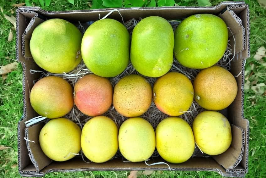 Bio Grapefruit Mix Kreta Aktionspreis % 2kg