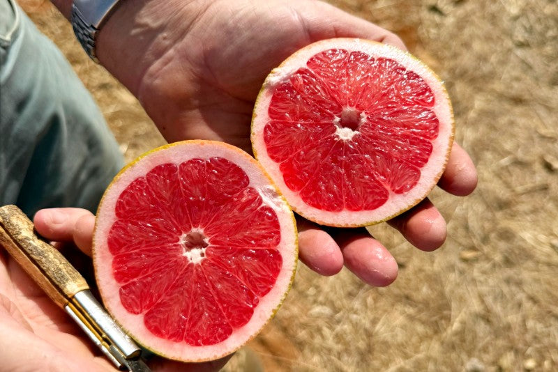 Grapefruit rose Bio von Andres Sparpreis-Box %