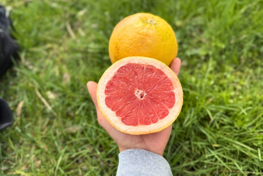 Grapefruit rose Bio von Apostolis Kreta