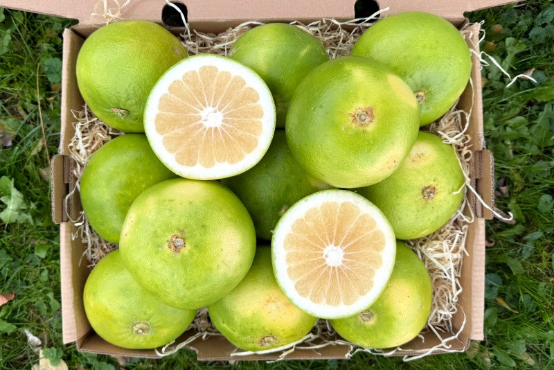 Grapefruit "Sweetie" Bio Demeter