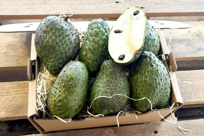 Baby-Guanabana (Soursoup/Stachelannone)