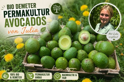 Avocado Gwen Bio & Demeter Finca Jelanisoli
