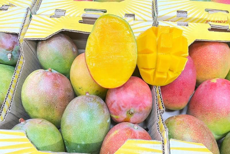 Mango Haden Bio baumgereift von Jose Luis