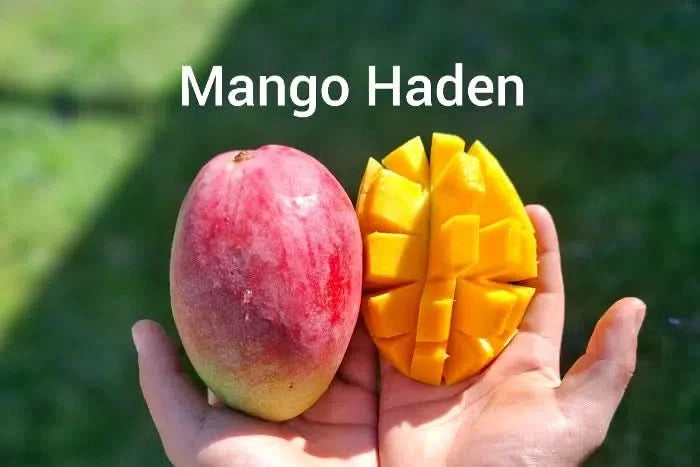 Mango Entdecker Box Bio Oster-Flashaktion!