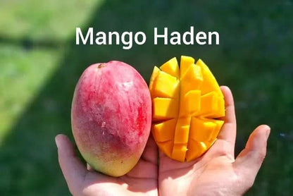 Mango Entdecker Box Bio Oster-Flashaktion!