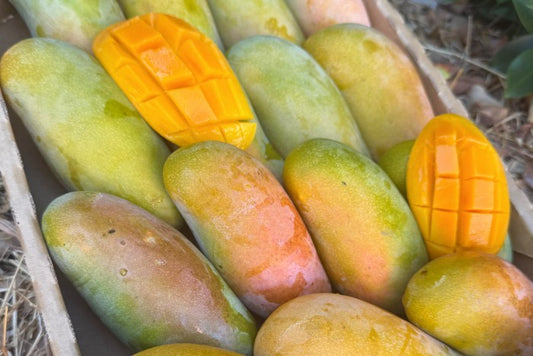Mango "Handal Kok" Bio von Julian