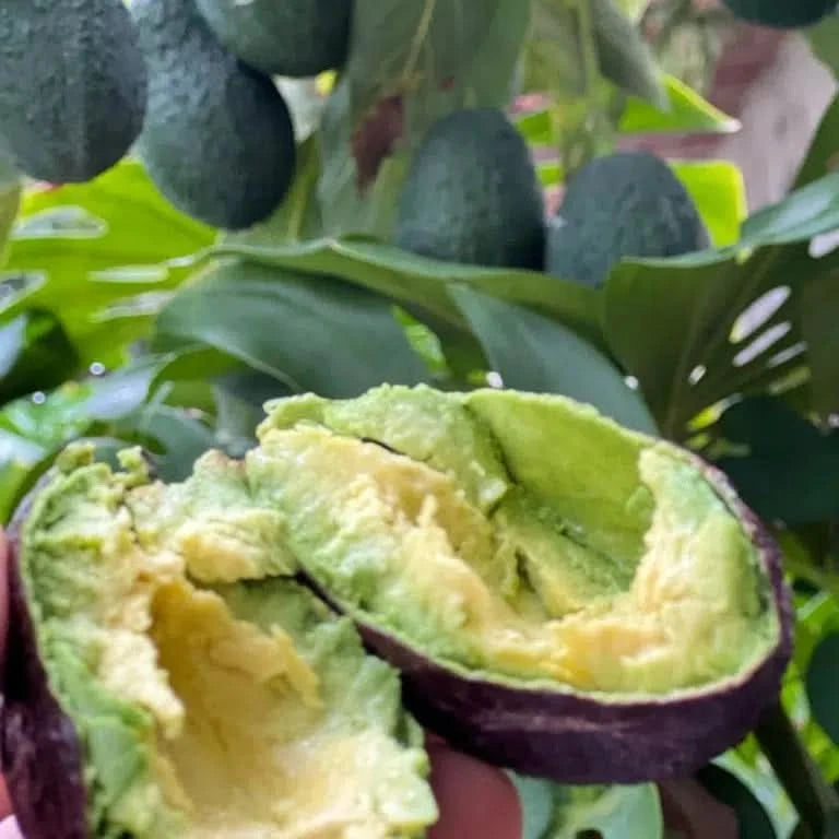 Avocado-Mix Bio & Wild von Julian Wochenaktion % 4kg