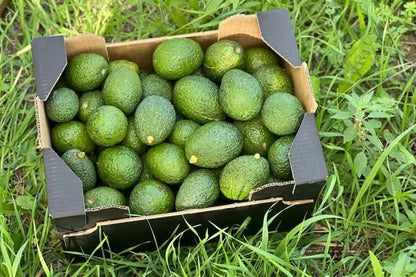 Bio Avocado & Grapefruit Retterbox % 4kg
