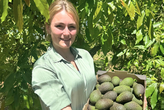 Avocado Hass von Julia Bio & Permakultur
