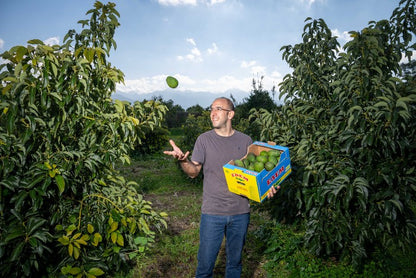 Baue deine eigene Trübenecker Avocado Box