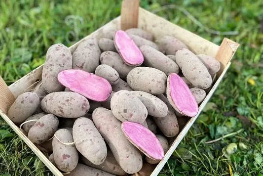 Bio Delikatess-Kartoffeln „Heiderot“ regional vom Billesbergerhof