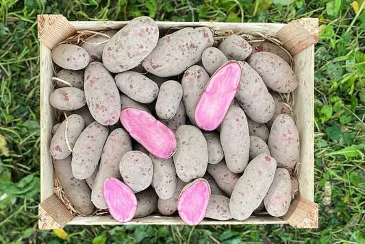 Delikatess-Kartoffeln „Heiderot“ Bio regional vom Billesbergerhof