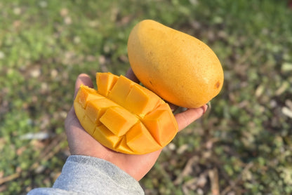 Mango Honig „Ataulfo“ Bio von Jose Luis baumgereift