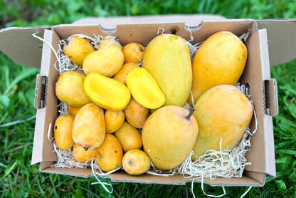 Honigmango Ataulfo Mix Bio 2kg